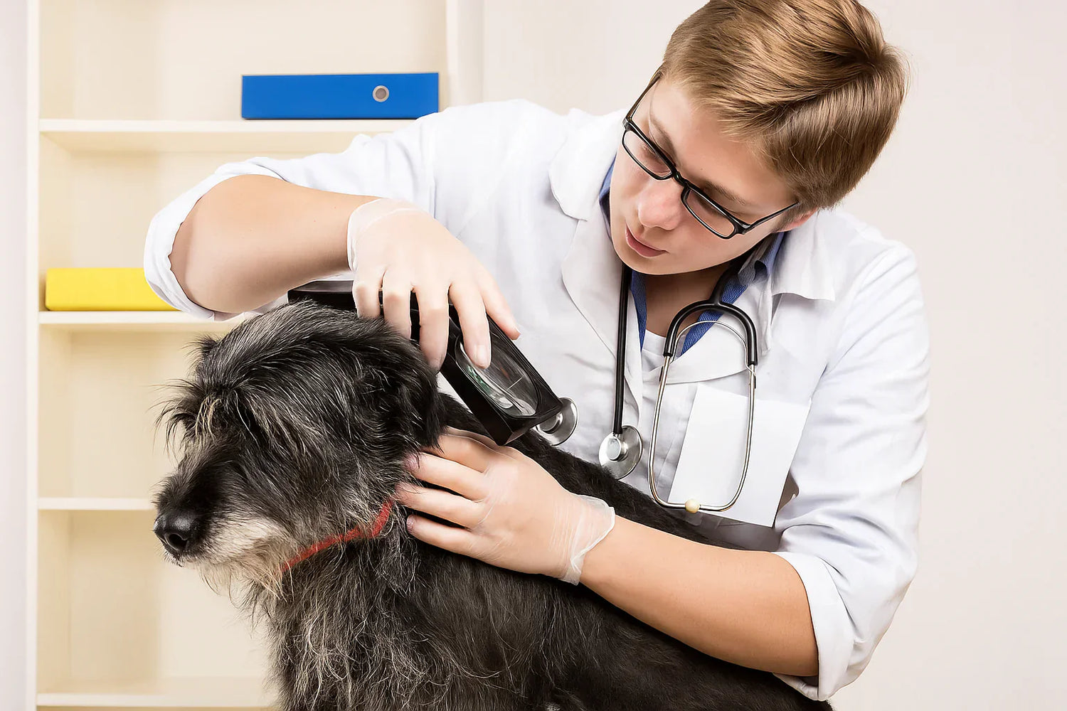 וטרינר מטפל בכלב