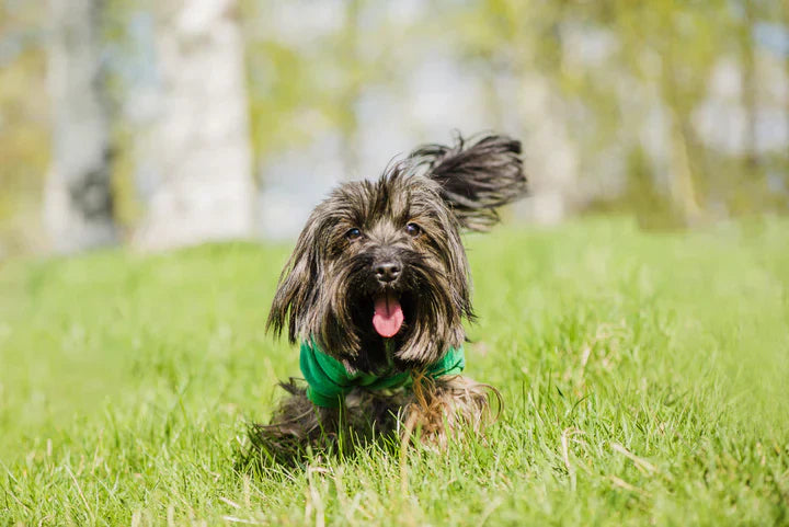 שיצו מחייך בפארק