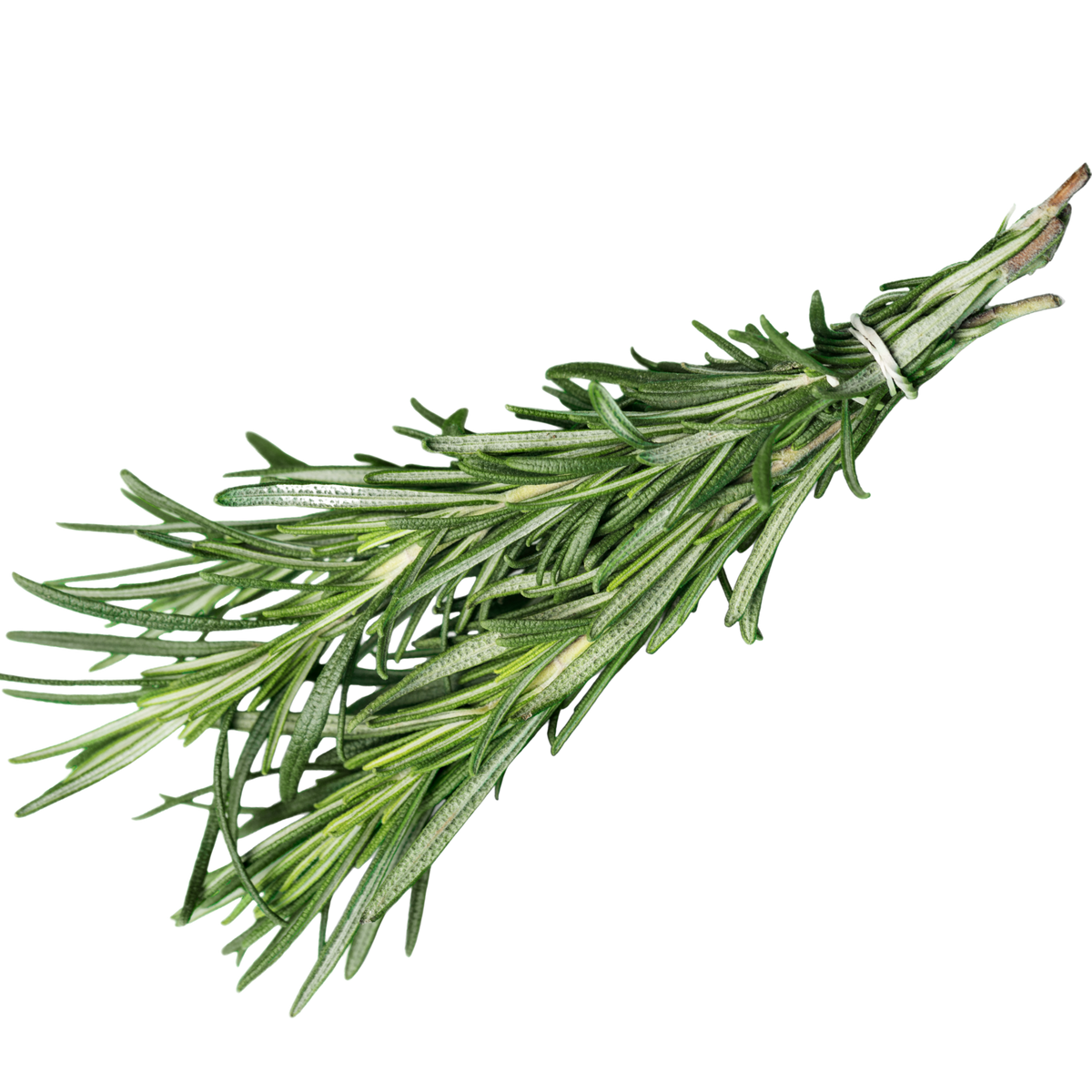 שמן רוזמרין